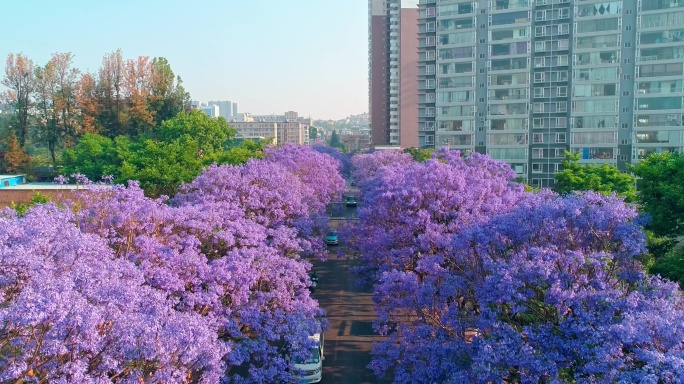 航拍教场中路蓝花楹