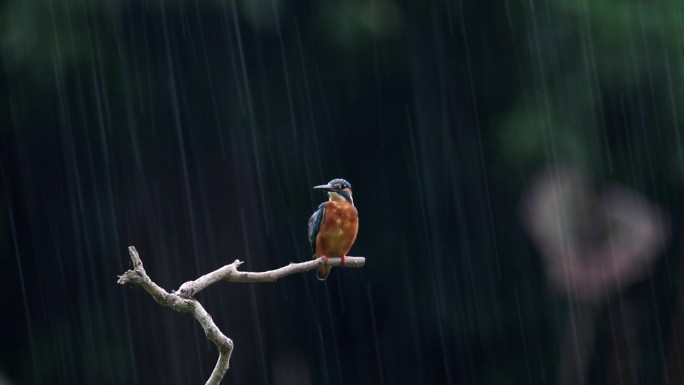 大雨中的翠鸟