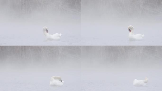 新疆天鹅泉白天鹅雪中理羽与雪花共舞