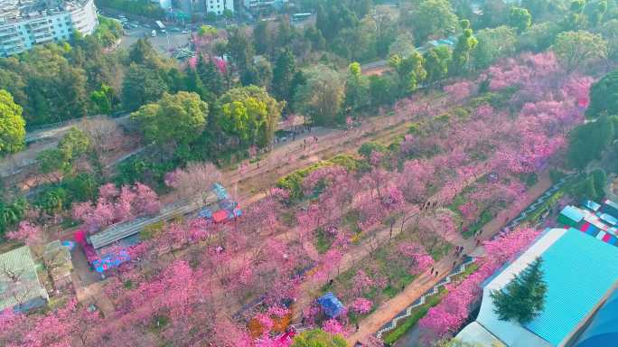 航拍昆明圆通山公园盛开的樱花