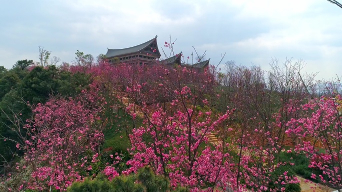 七彩云南古滇名城樱花盛开时节