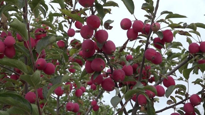农民果农在果树林里采摘苹果