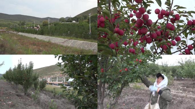 农民果农在果树林里采摘苹果