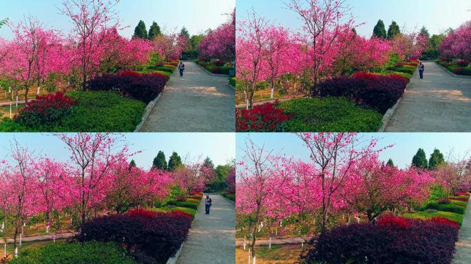 航拍郑和公园盛开的樱花