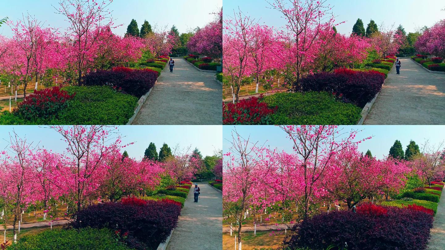航拍郑和公园盛开的樱花