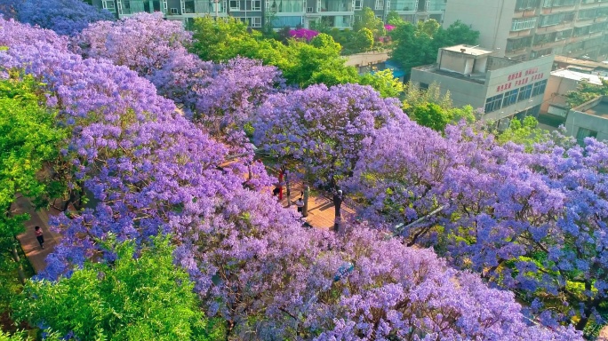 航拍教场中路蓝花楹