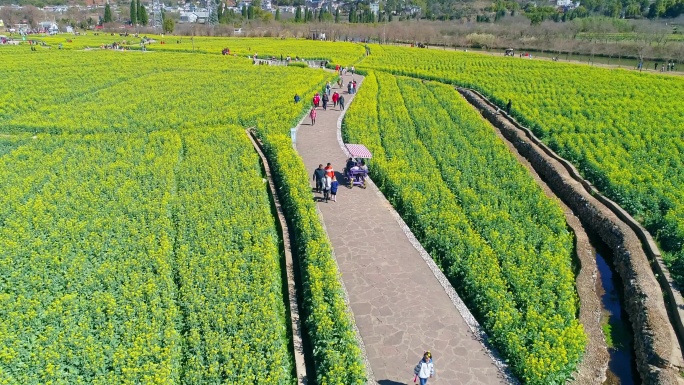 航拍安宁螳螂川油菜花海