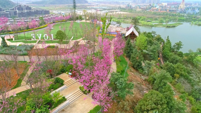 七彩云南古滇名城樱花盛开时节