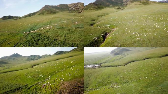 羊群内蒙古草原风景 乡村生活