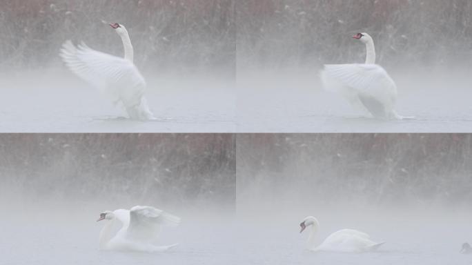 新疆天鹅泉白天鹅煽动翅膀与雪花共舞