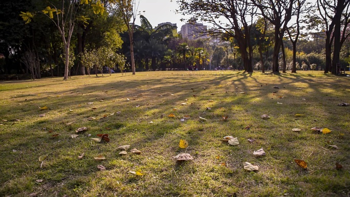 树林阳光草地