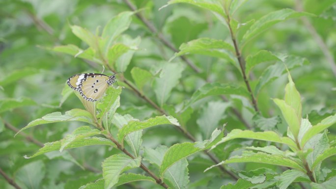 蝴蝶采蜜