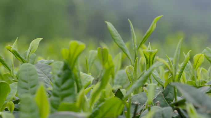 茶园采茶茶农制茶 原创视频