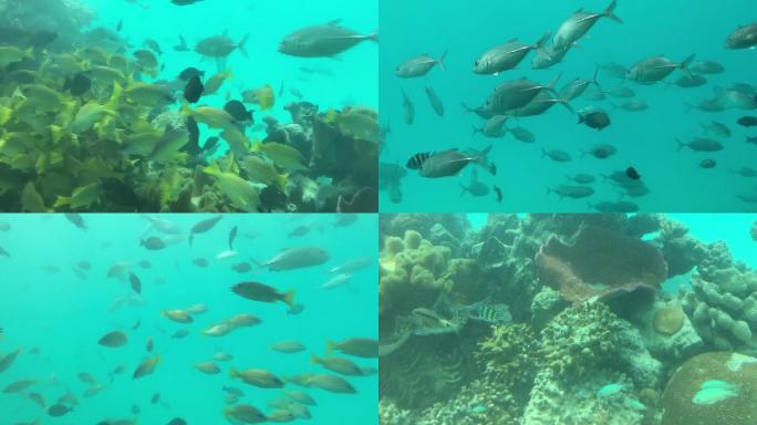 马代岛屿水下餐厅情侣杯映射海底世界