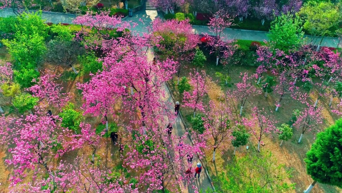 航拍昆明圆通山公园盛开的樱花