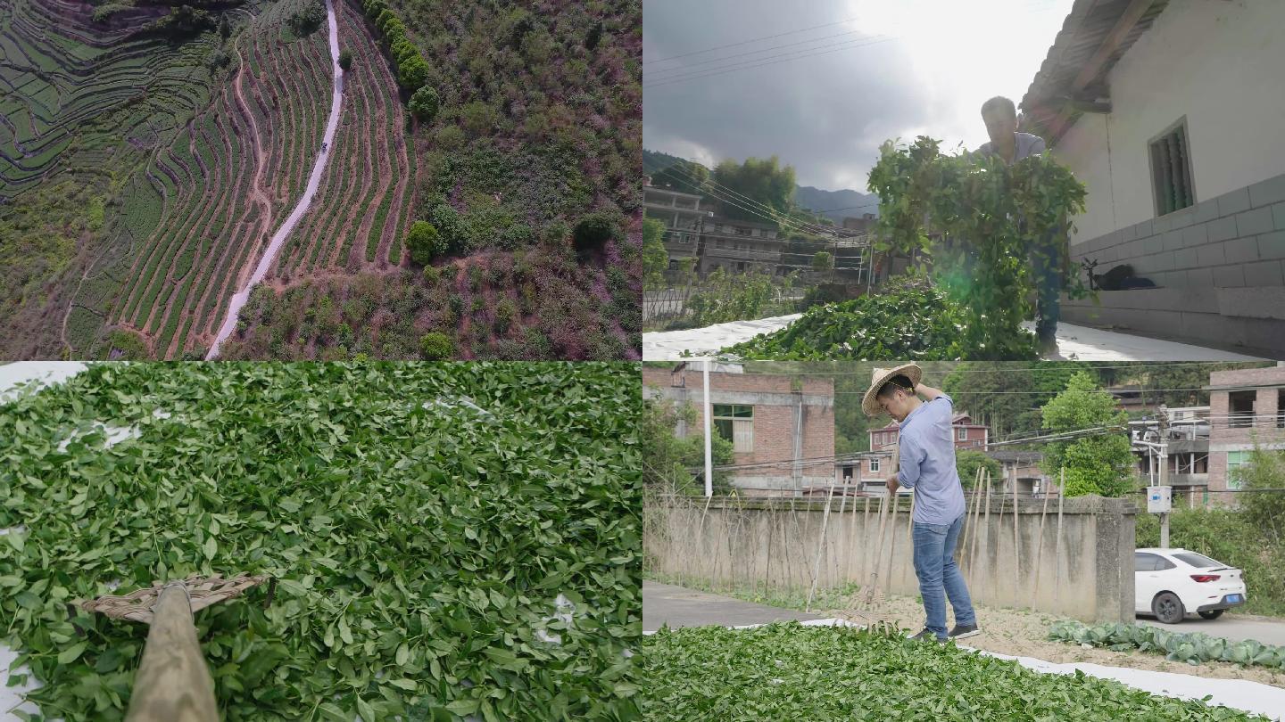 茶叶制作茶山茶农下山回家晒青铁观音