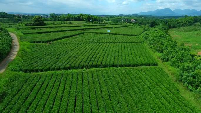4K 航拍 茶园  茶叶 乡村振兴 茶