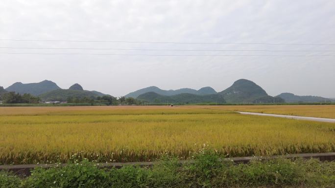 农业农村水稻成熟季节