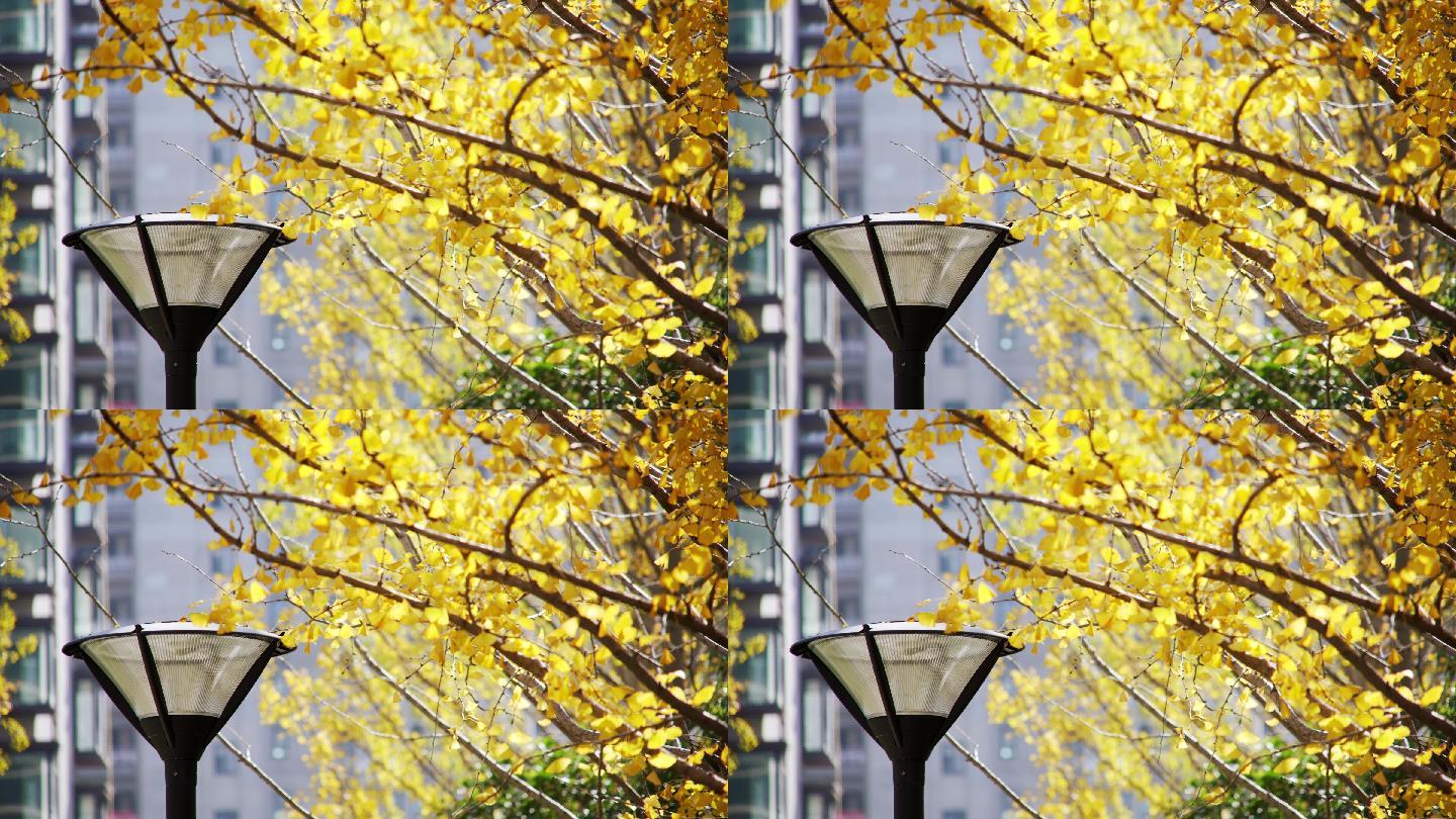 秋天小区内银杏树和路灯