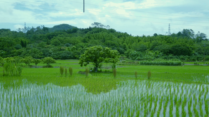 农村水稻航拍实拍