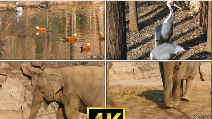 4K实拍野生动物合集