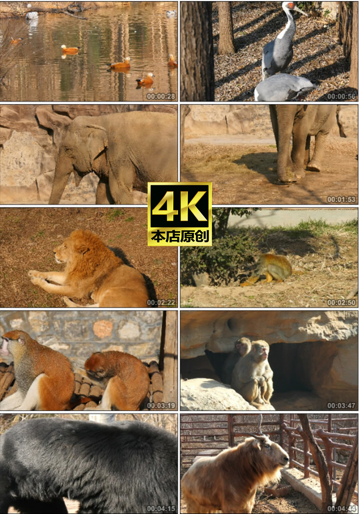 4K实拍野生动物合集