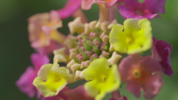 花从花朵鲜花盛开