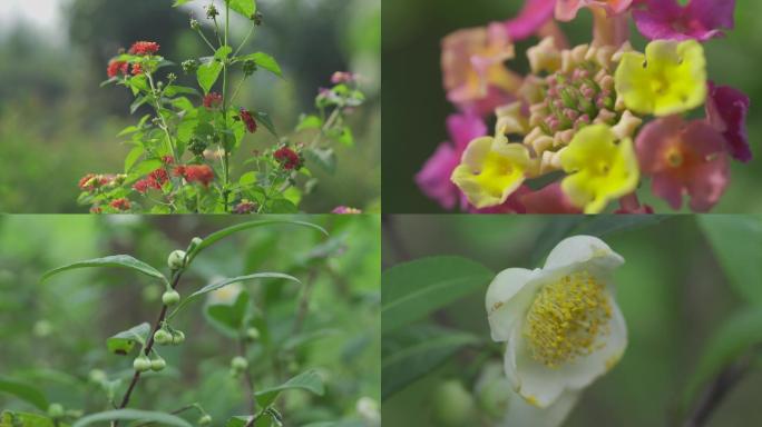 花从花朵鲜花盛开