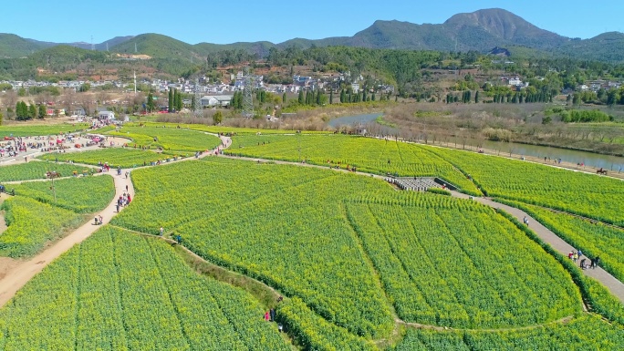 航拍安宁螳螂川油菜花海