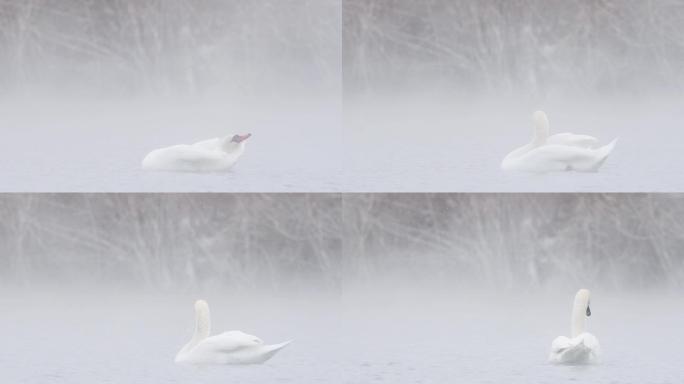 新疆天鹅泉白天鹅雪中理羽摇尾与雪花共舞