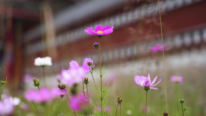 格桑花