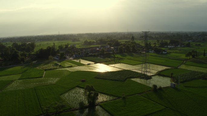 农田水稻风景