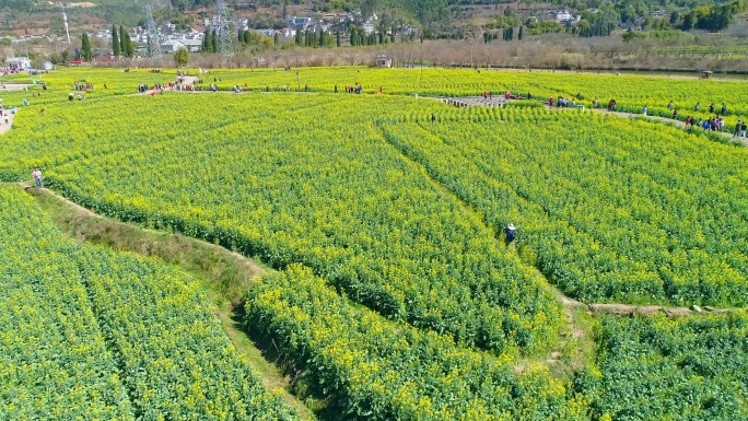 航拍安宁螳螂川油菜花海