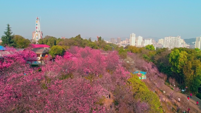 航拍昆明圆通山公园盛开的樱花