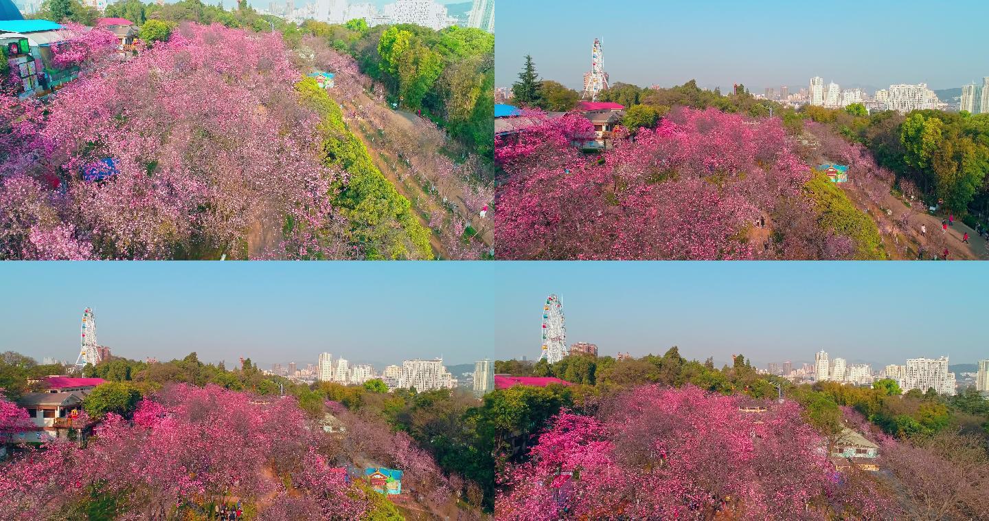 航拍昆明圆通山公园盛开的樱花
