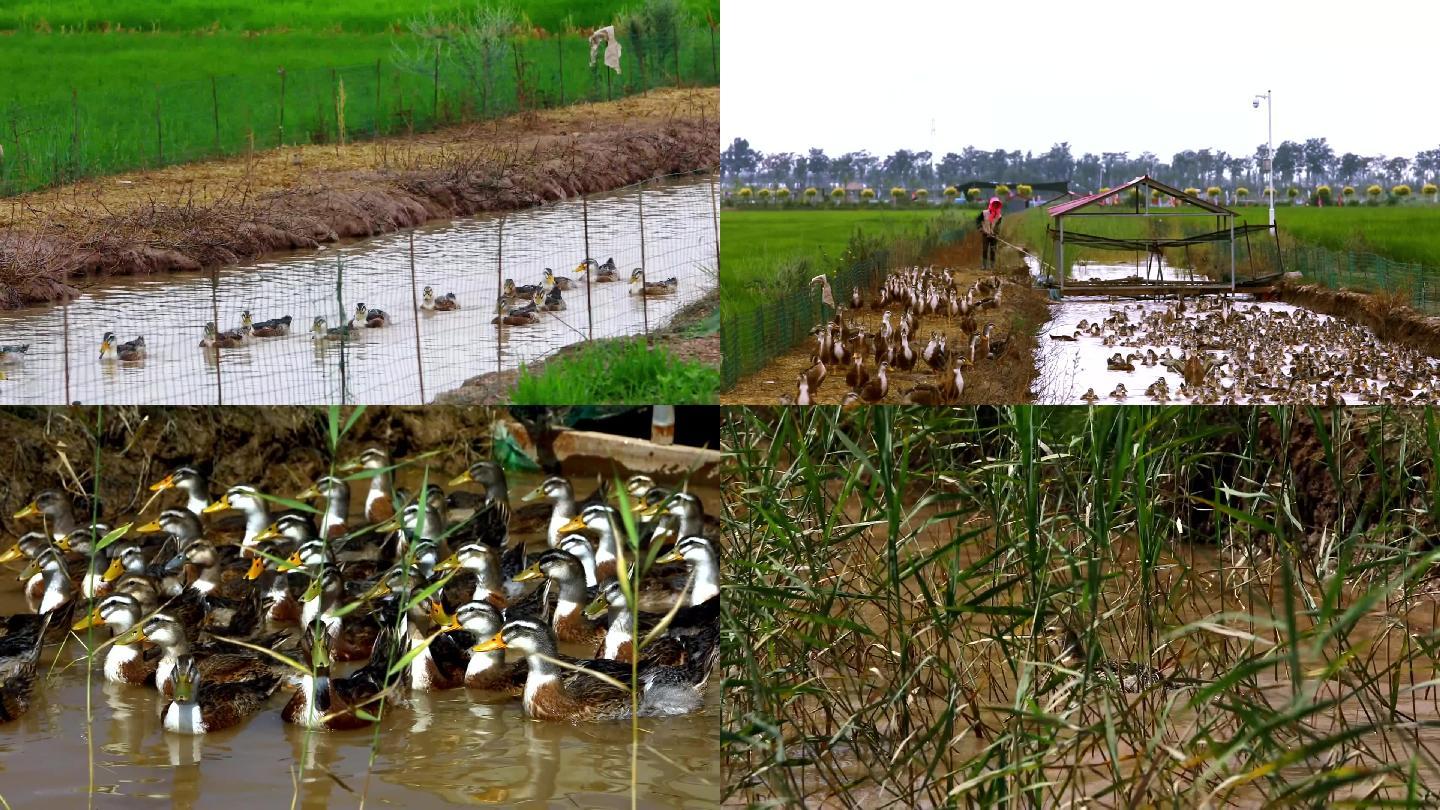 养殖鸭稻鸭共作生态农业