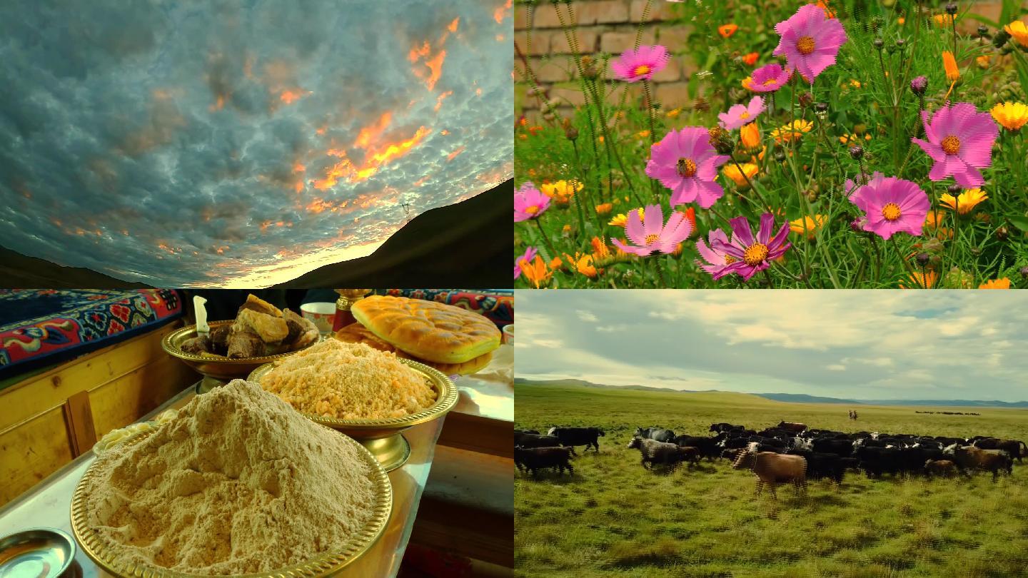 航拍藏区草原 牦牛 放牧 花朵 藏美食