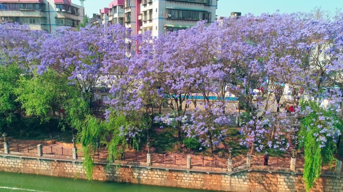 盘龙江畔的蓝花楹