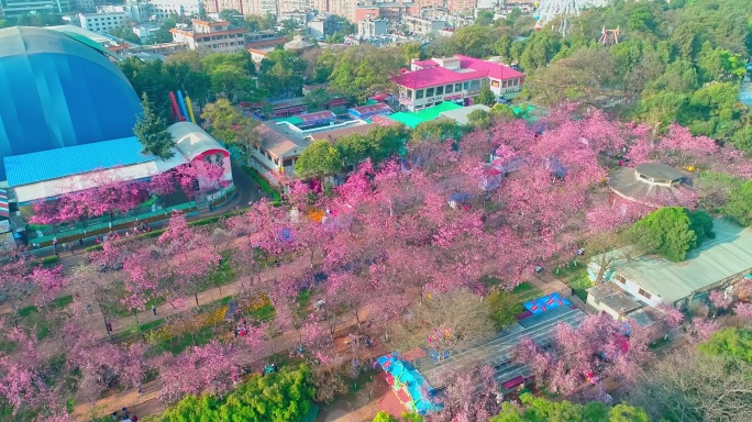 航拍昆明圆通山公园盛开的樱花