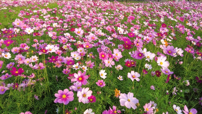 唯美浪漫花海