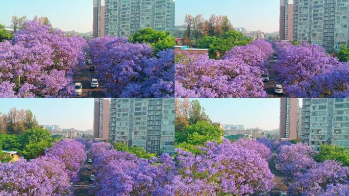 教场中路蓝花楹