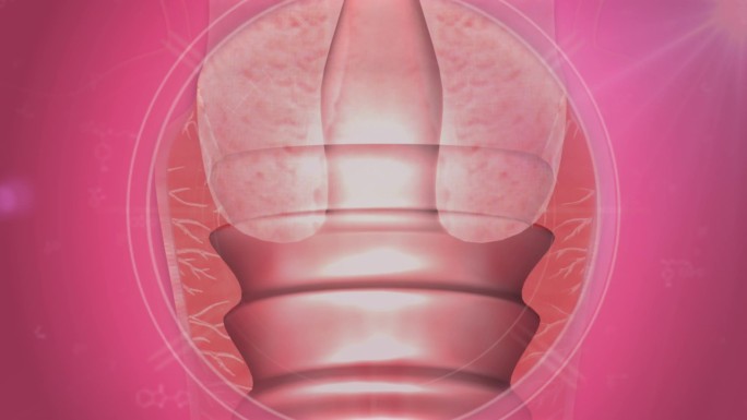 三维剖面展示宫颈子宫卵巢附件等