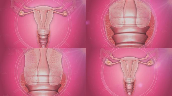 三维剖面展示宫颈子宫卵巢附件等