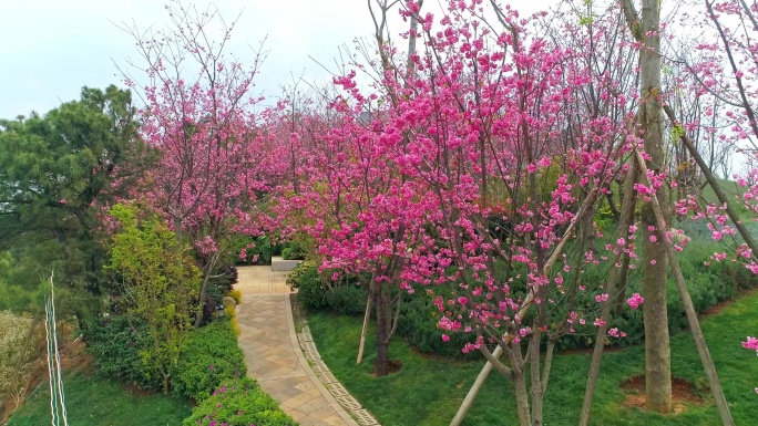 航拍晋宁郑和公园盛开的樱花