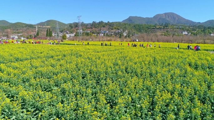 航拍安宁螳螂川油菜花海