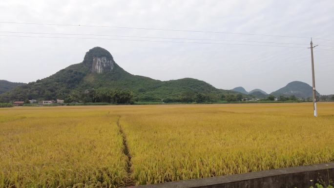 金色稻田秋天秋景