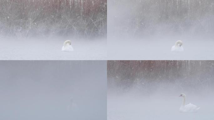 新疆天鹅泉白天鹅雪中理羽扇翅与雪花共舞
