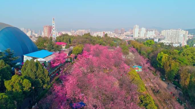 航拍昆明圆通山公园盛开的樱花