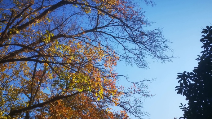 秋天凋零的树枝树叶