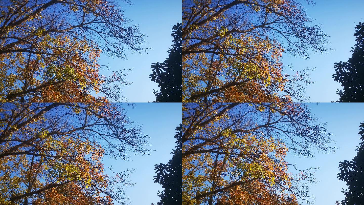 秋天凋零的树枝树叶